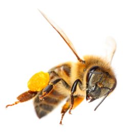 large-bee